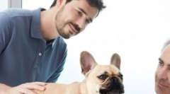 4 Cea mai bună modalitate de a învăța tapetul câinelui nibble